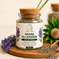 Graine de Lavande — Dar Nūr